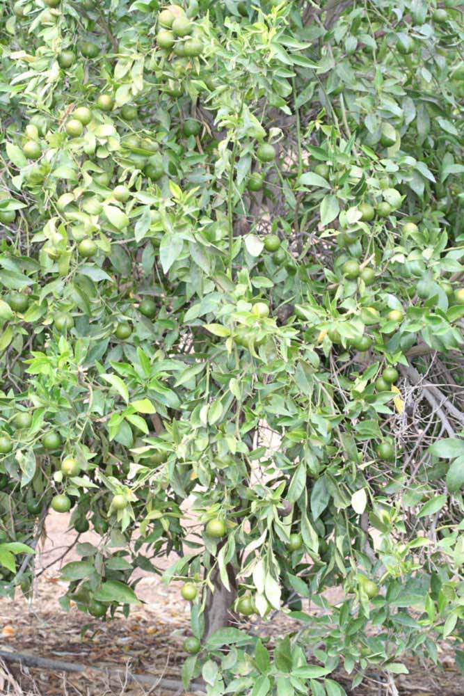            Habit (Riverside, CA)   